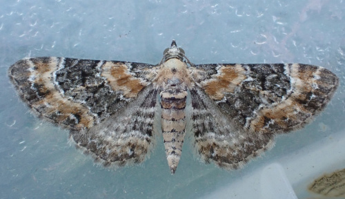 Foxglove Pug Eupithecia pulchellata