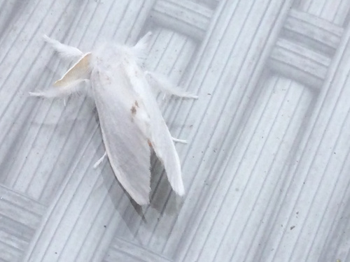 Yellow-tail Euproctis similis