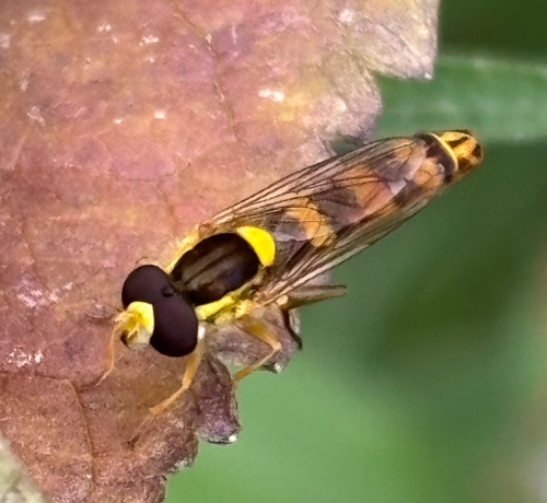  Sphaerophoria scripta