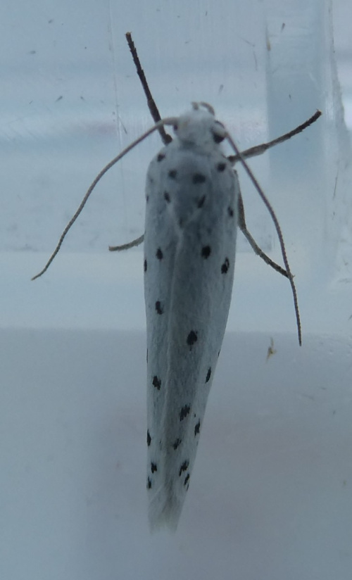  Yponomeuta