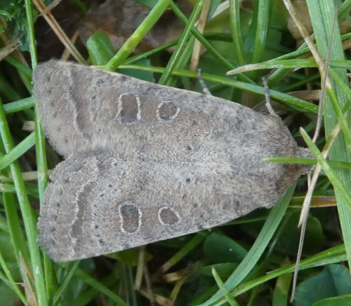 Uncertain/Rustic Hoplodrina octogenaria/blanda