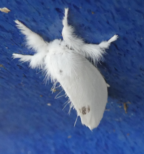 Yellow-tail Euproctis similis