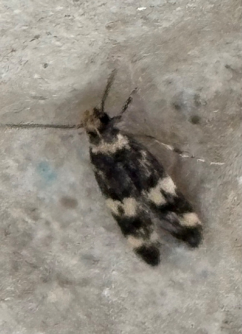 Four-spotted Obscure agg. Oegoconia quadripuncta agg.