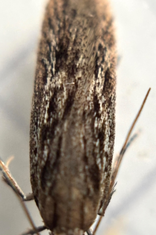 Cypress Gelechia Gelechia senticetella