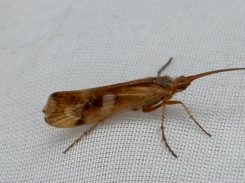  Limnephilus lunatus