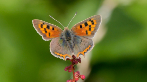 Small Copper Lycaena phlaeas