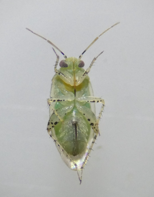  Campylomma annulicorne