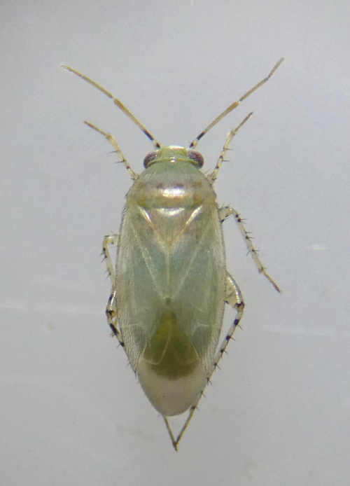  Campylomma annulicorne
