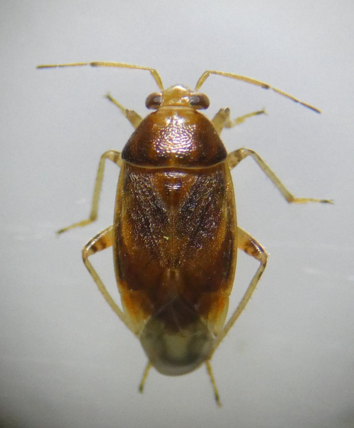  Agnocoris reclairei