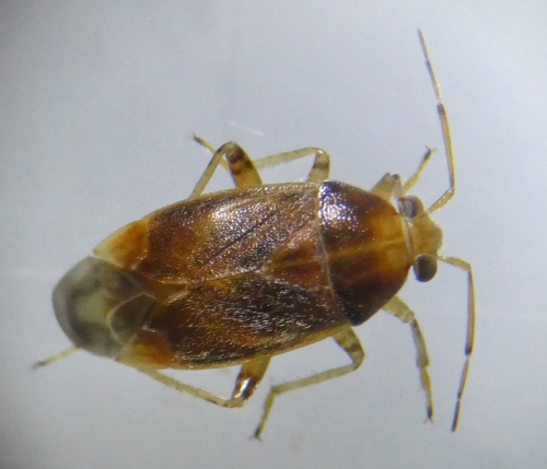  Agnocoris reclairei