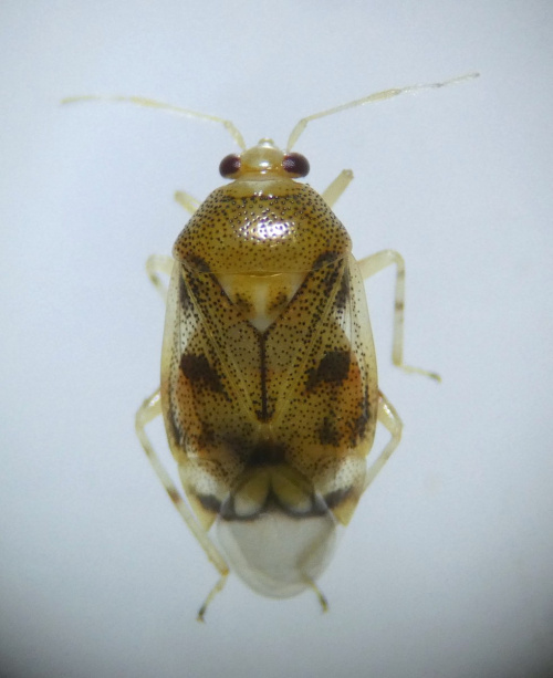  Deraeocoris (Knightocapsus) lutescens