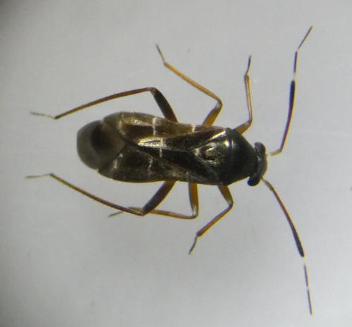  Pilophorus clavatus