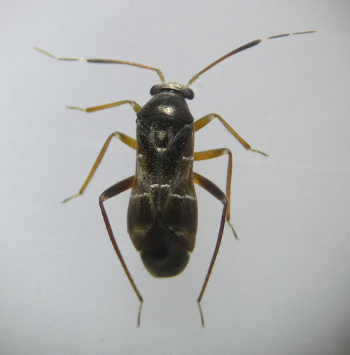  Pilophorus clavatus