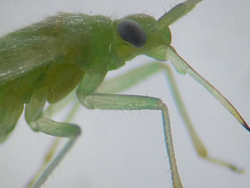 Blepharidopterus diaphanus