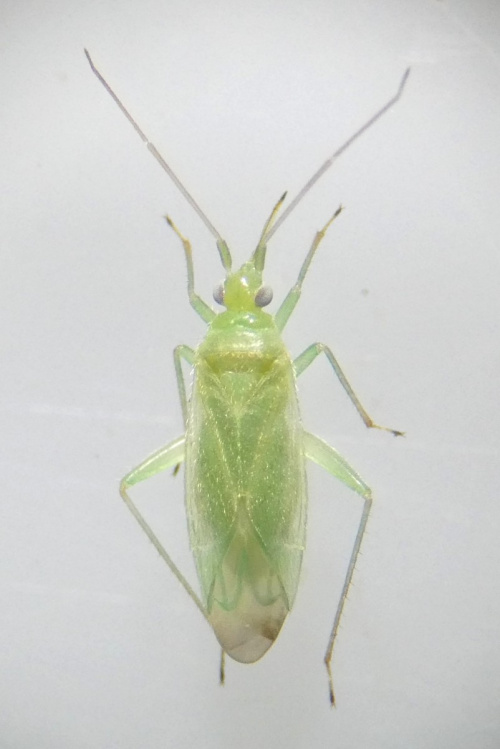  Blepharidopterus diaphanus