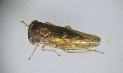  Idiocerus stigmaticalis