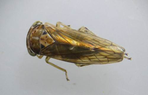  Idiocerus stigmaticalis