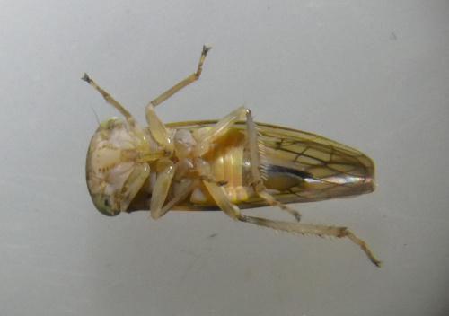  Idiocerus stigmaticalis