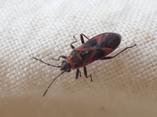  Arocatus roeselii