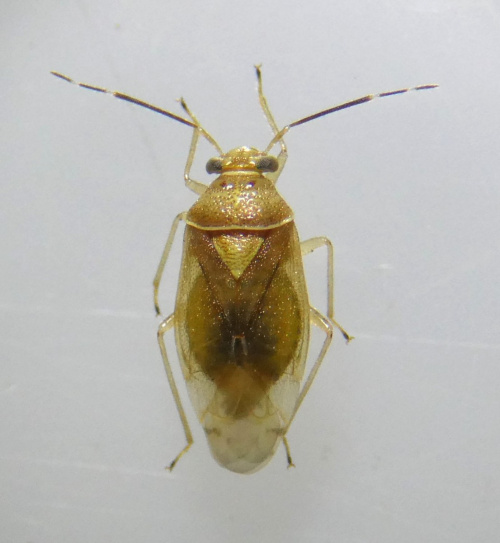  Tropidosteptes pacificus