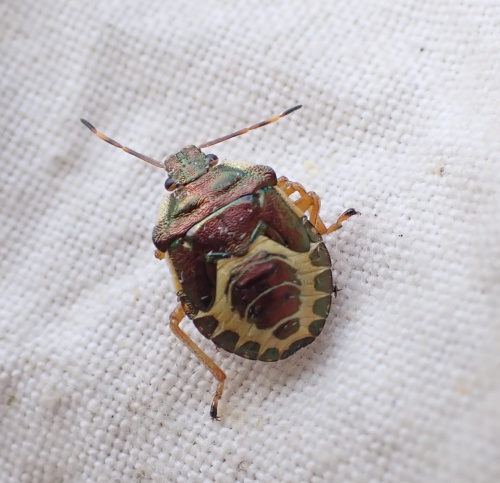 Bronze Shieldbug Troilus luridus