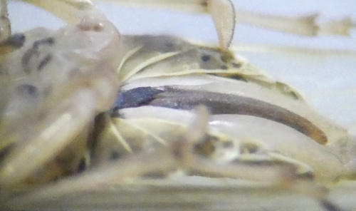  Delphax pulchellus
