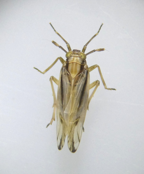  Delphax pulchellus