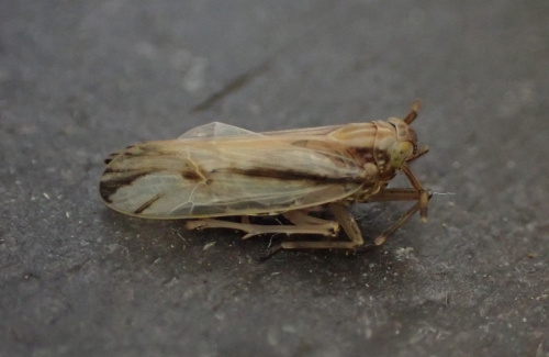  Delphax pulchellus