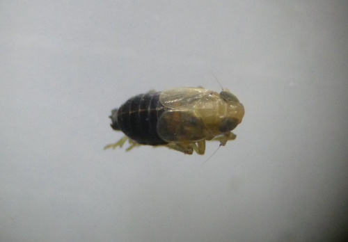  Kosswigianella exigua