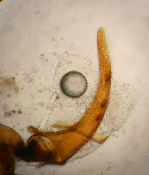  Kosswigianella exigua