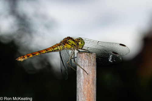 Common Darter Sympetrum striolatum