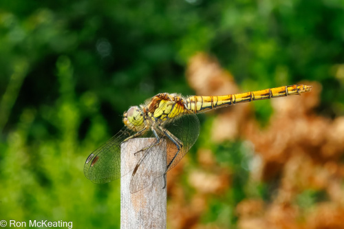Common Darter Sympetrum striolatum