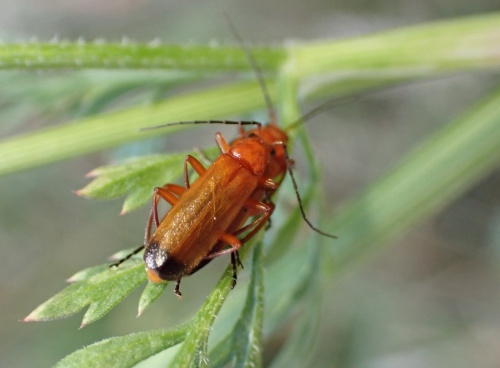 Common Red Soldier Beetle Rhagonycha fulva