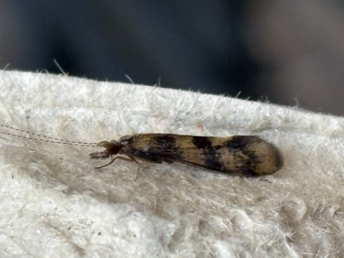  Mystacides longicornis