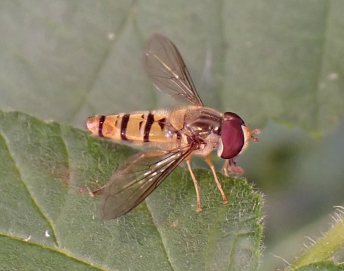 Marmalade Hoverfly Episyrphus balteatus