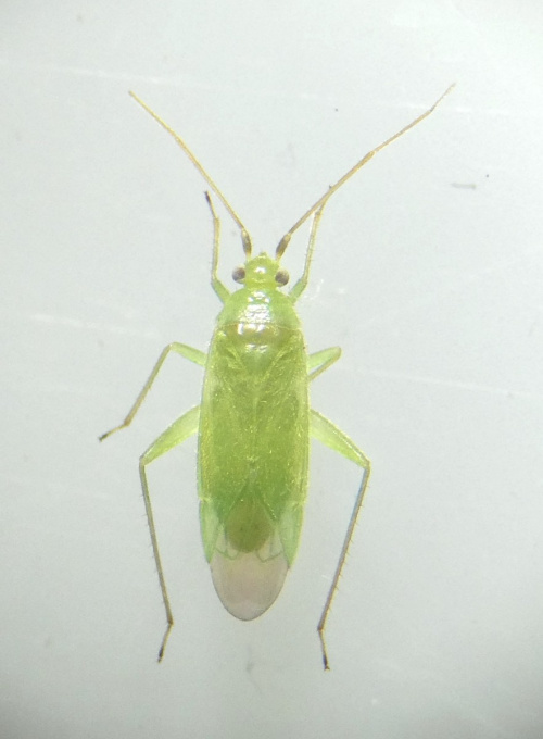 Species image