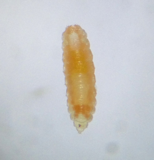 Species image