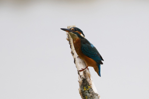 Kingfisher Alcedo atthis