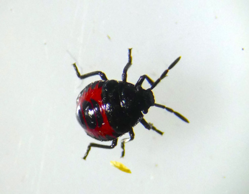 Blue Shieldbug Zicrona caerulea