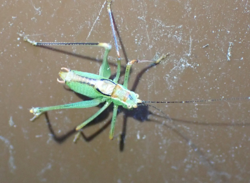 Speckled Bush-cricket Leptophyes punctatissima