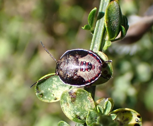 Gorse Shieldbug Piezodorus lituratus