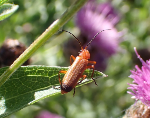 Common Red Soldier Beetle Rhagonycha fulva