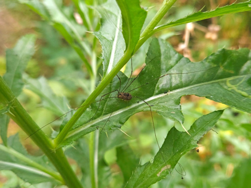  Leiobunum rotundum