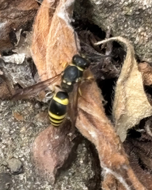  Ancistrocerus