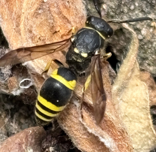  Ancistrocerus