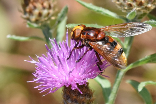 Hornet Hoverfly Volucella zonaria