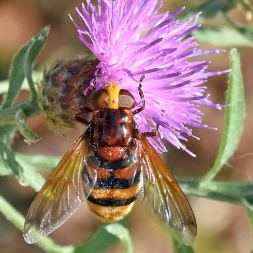 Hornet Hoverfly Volucella zonaria