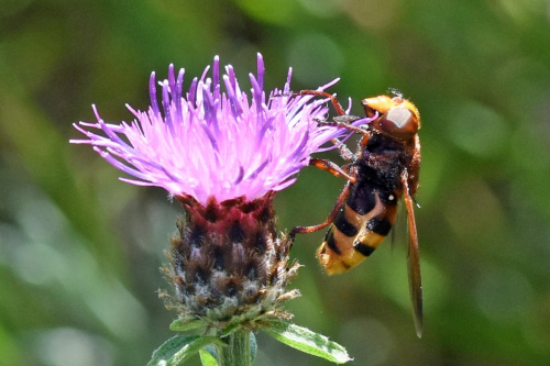 Hornet Hoverfly Volucella zonaria