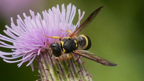  Ancistrocerus gazella
