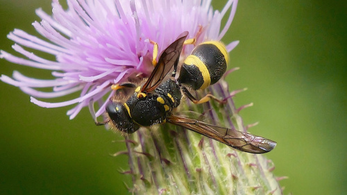  Ancistrocerus gazella